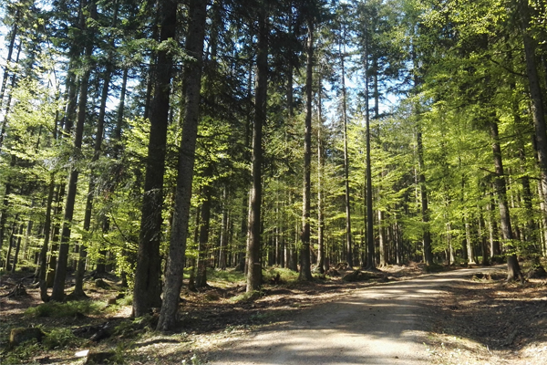 Šumava - cabriovikend.cz